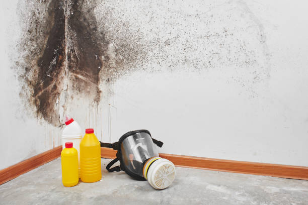 Best Crawl Space Mold Removal  in Tangent, OR