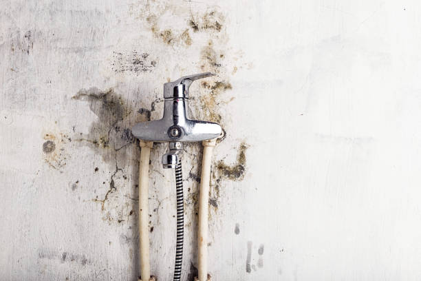 Best Local Mold Removal Service  in Tangent, OR