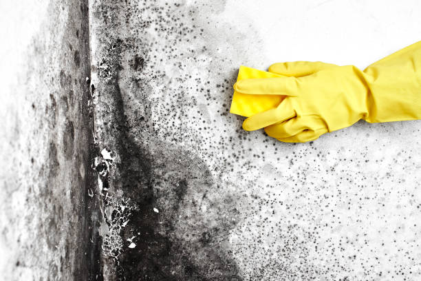 Best Certified Mold Removal  in Tangent, OR