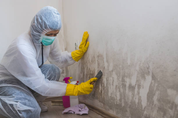 Best Office Mold Removal Services  in Tangent, OR