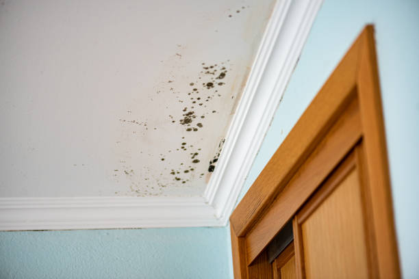 Tangent, OR Mold Removal Company