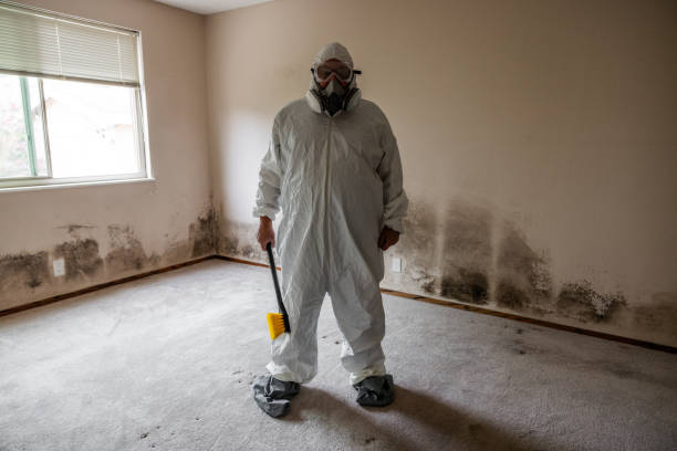 Attic Mold Removal in Tangent, OR